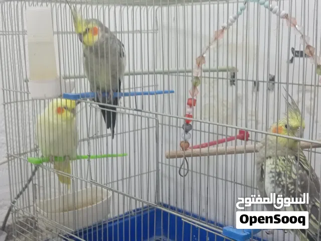 عصافير كوكتيل