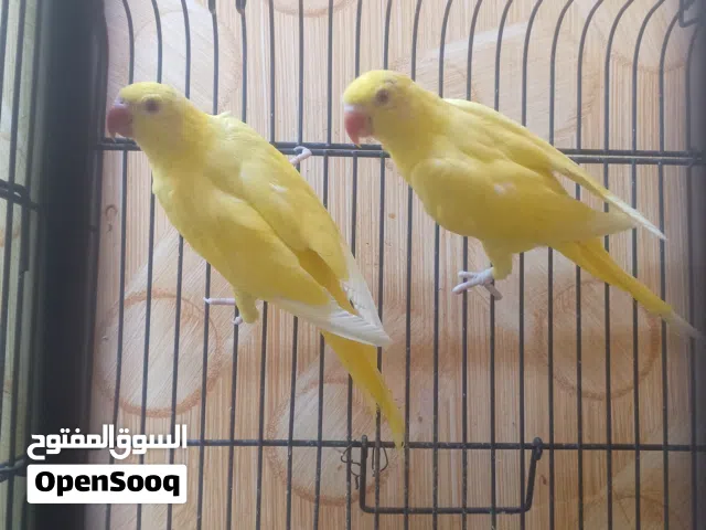 دره أصفر بصحه جيده