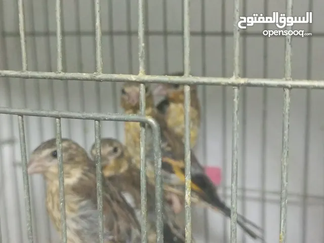 فراخ بناديق حسون مسمعات عمر خمس اشهر