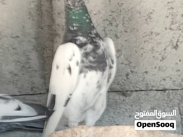 حمام باكستاني مطيار للبيع