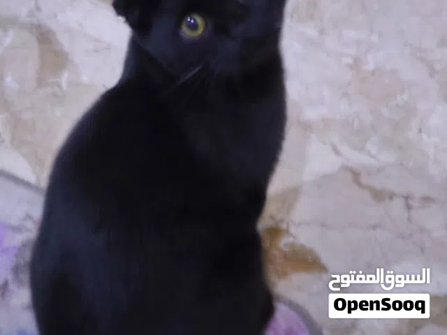 سكوتش فولد اسود