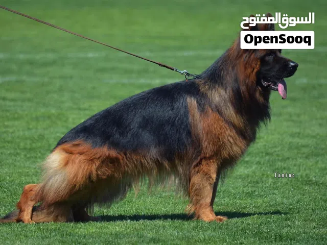 اقوي ذكر جيرمن شيبرد في مصر مسجل بوزاره الزراعه والهيئه البيطريه خالص التطعيمات   عمر 11شهر  مواصفات