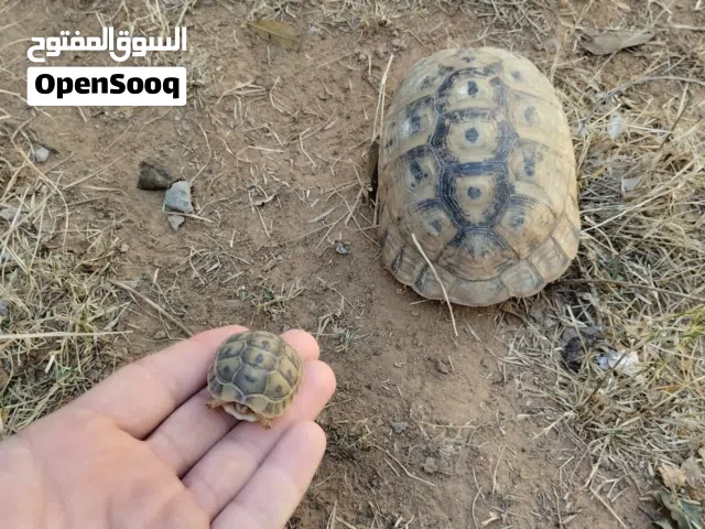 فكارين سلاحف