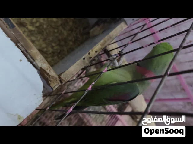 جوز كساندرا للبيع