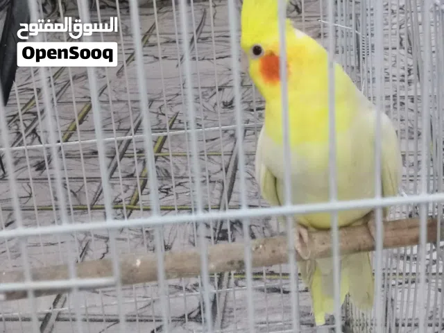 زوج كوكتيل مع افراخ