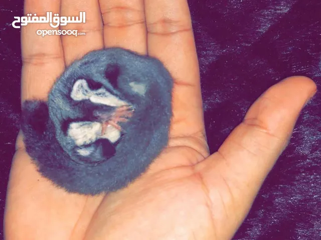 سنجاب طائر او شوقر قلايدر