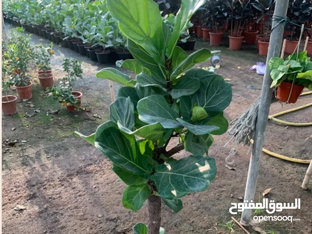 Fam palms flowers and artificial grass for garden is here