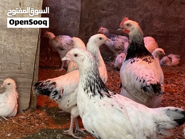 لبيع فروخ دجاج فرنسي السوسكس اصل + باكستاني + كوشن العملاق + كويتي + عماني القزم