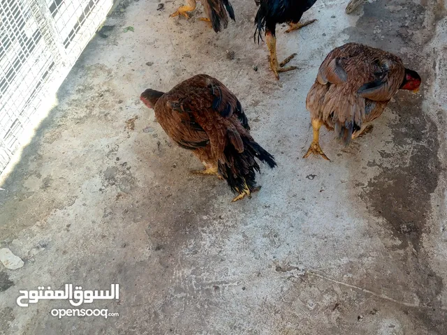طقم باكستاني اول شغلهن أو طقم الملني