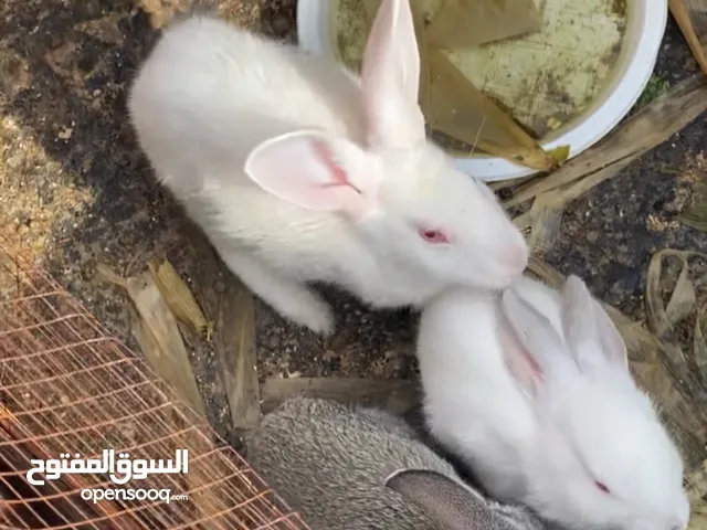 ارانب فرنسي