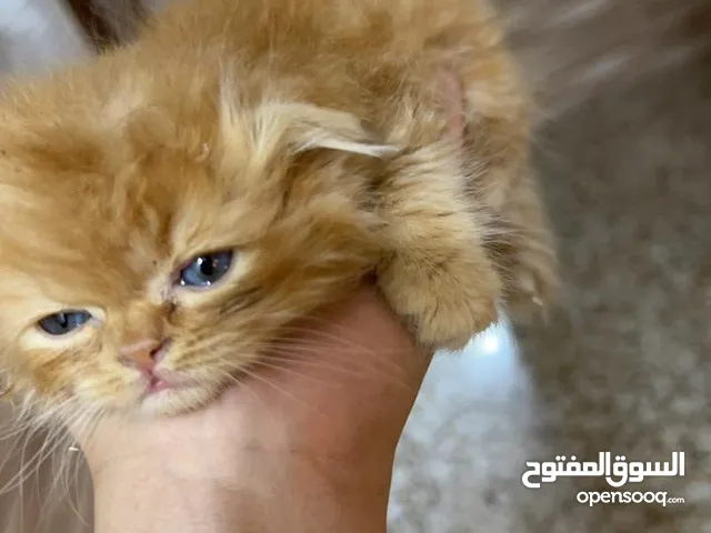 السلام وعليكم قطه شيرازي اورنج لون العيون ازرق مع المحلقات العمر شهر 15 يوم السعر 150 الف