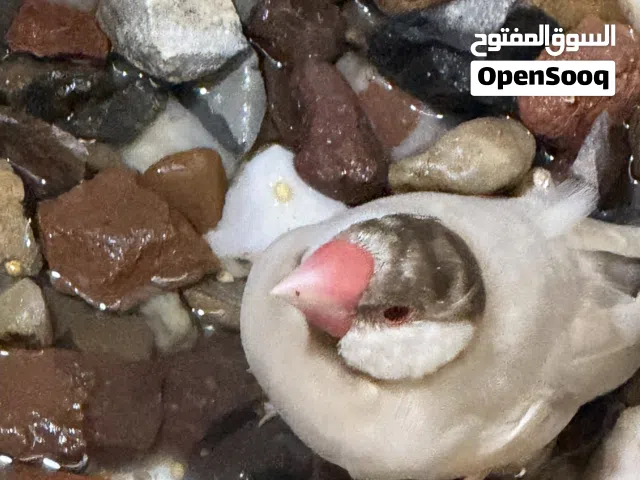متوفر جاوا تك عسلي نثيه وتك بلبلي فحل سعرهم بالوصف