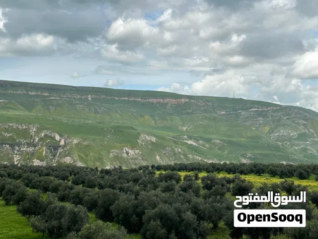 ارض زراعيه للبيع قوشان مشترك. مطله على نهر  اليرموك   يوجد فيه  100 زيتونه  بلدي مثمرات وبئر ماء