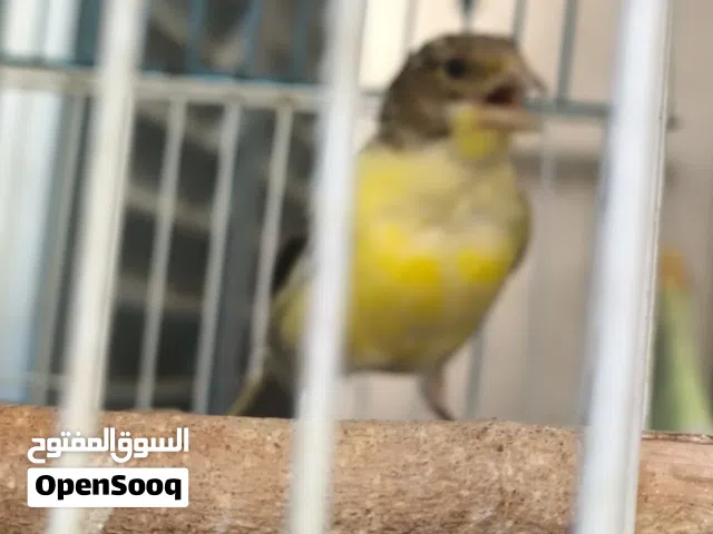 انتايه كناري انتاج الله يبارك ناشطه