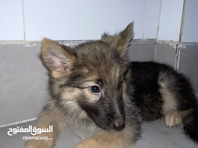 للبيع كلب جرو جيرمن شيبرد العمر 45 يوم ذكر من سلاله نقيه وصحته ممتازة بيعه سريعه