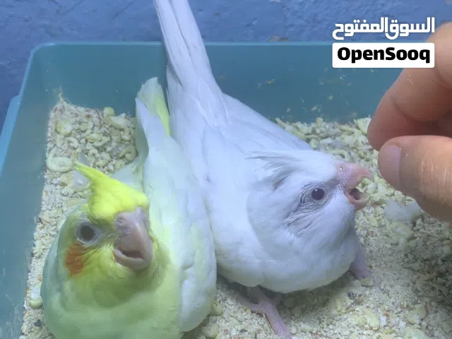للبيع كوكتيل زق العمر شهر  السعر لبيض 35 ولصفر 25  عنوان بصره طويسه