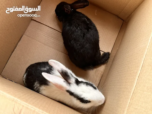 أرانب عمانية للبيع