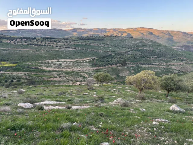 Farm Land for Sale in Zarqa Birayn