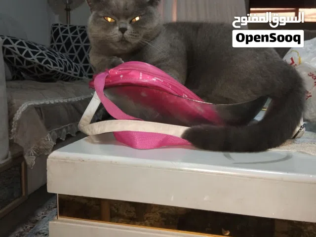 قطة سكوتش بريطاني فريده من نوعها لون سكني شعرها طويل وكثيف نادرة جدا