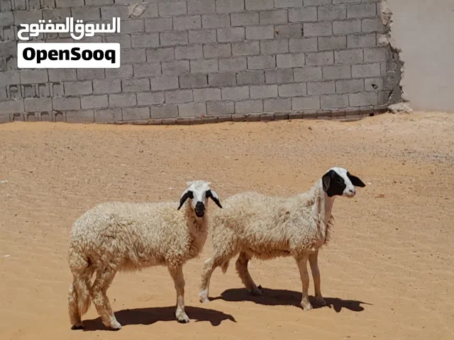 2فطايم وطنيات خوات توميات مشالله ناشطات وسليمات عمرهم ف 5شهور متع تربيه ربي يبارك.....