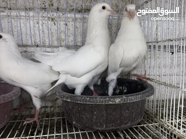 حمام لاحم للبيع pigeon for sale