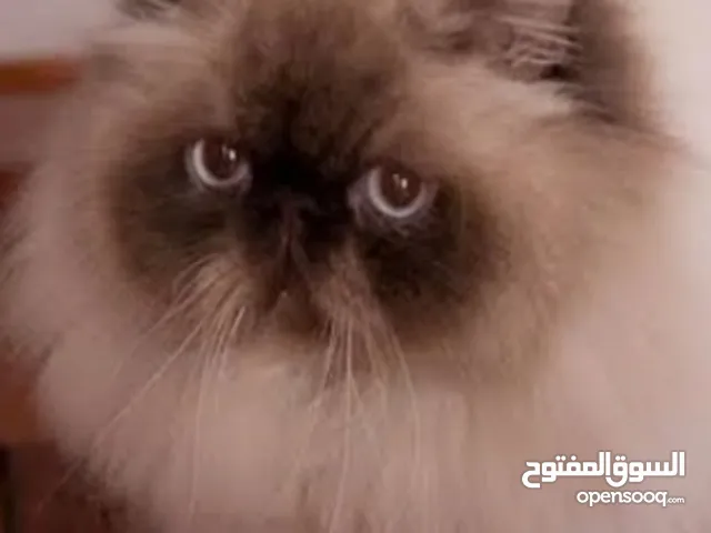 بسه هيمالايا للبيع انثى معها كل اغراضها