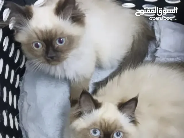 قطط هملايا للبيع ذكر وانثى