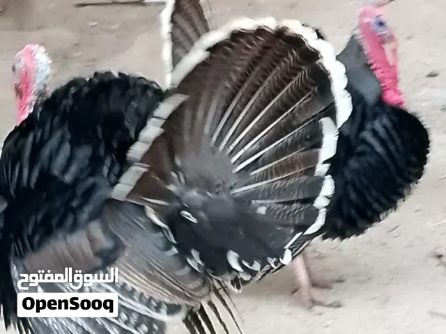 سيت فسيفس السعر 125