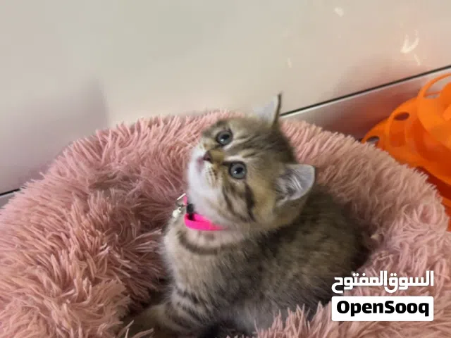 للبيع قطوة بريتش شورت هير عمرها شهر و3 اسابيع