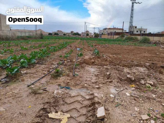 Residential Land for Sale in Jericho Palestine St.