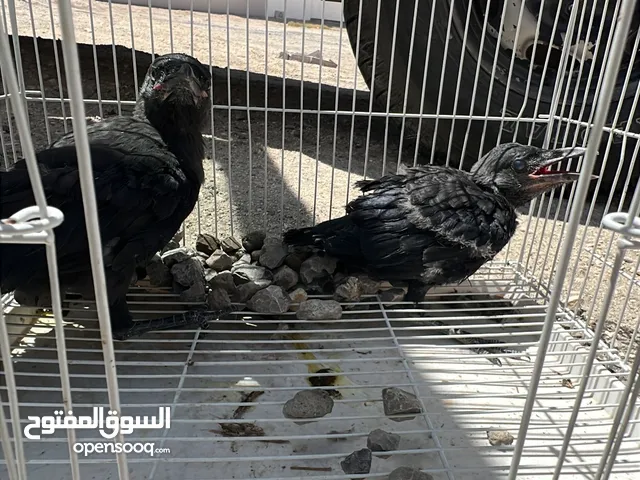For sale 20 bd each فرخ غراب