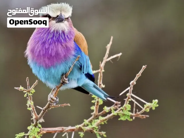 مطلوب طائر للتبني