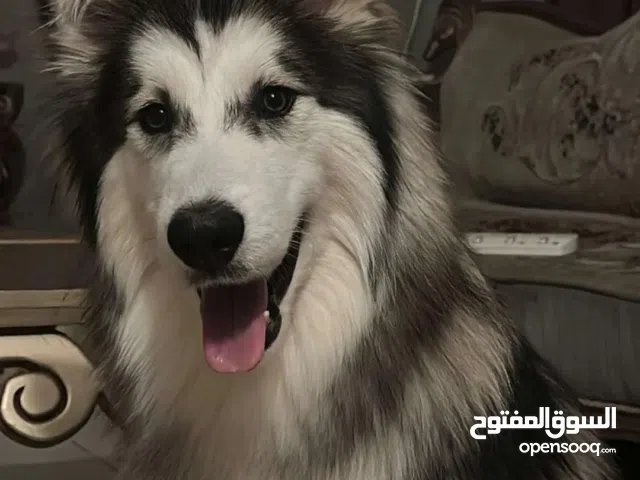 هاسكي (wolfdog) للبيع