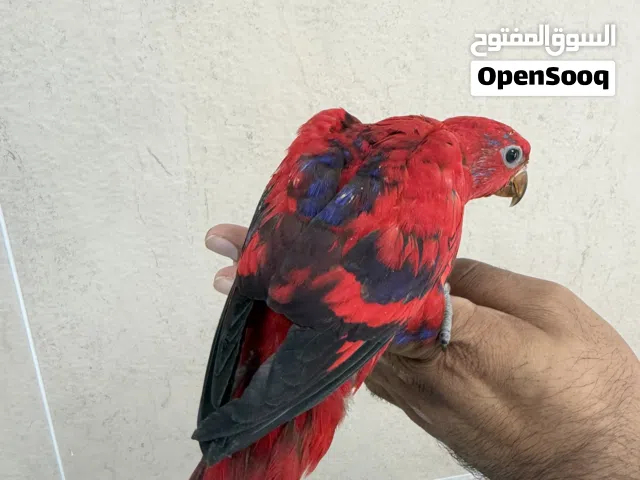 فرخ ريد لوري عمر شهرين ونص