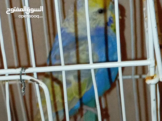 ذكر الله يبارك بقلينو أسترالي ملون ألوانه أصفر وأزرق فاتح مع لمسة خفيفة من الأخضر نظيف وهادي