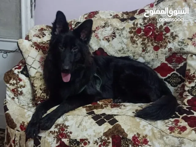 كلبه جيرمن شيبرد رويل بلاك