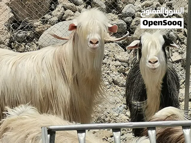 تيس من حلال الرحوب