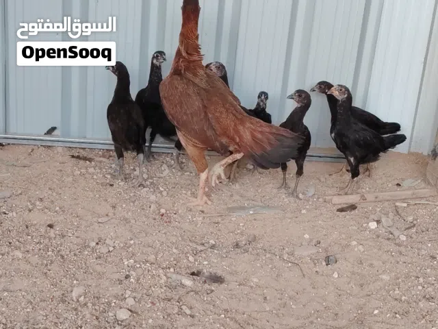 للبيع دجاجه هنديه معها8فروخ كبار