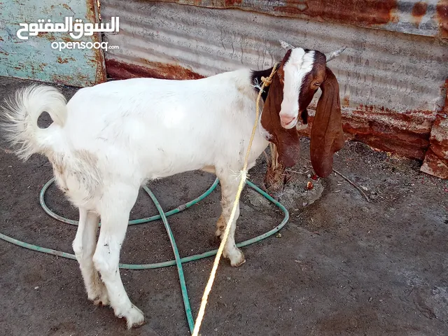 فحل ضروبه افغاني للبيع