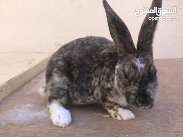 السلام عليكم اقراً الوصف