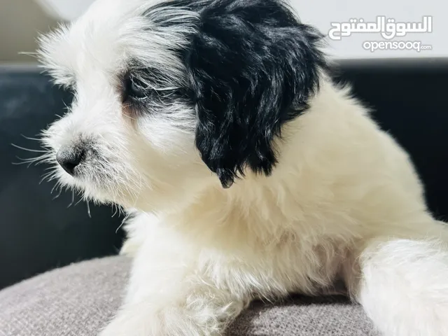 بمرينياً ممتاز حجم صغير جداً