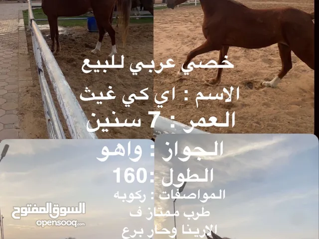 خصي عربي جميل للبيع
