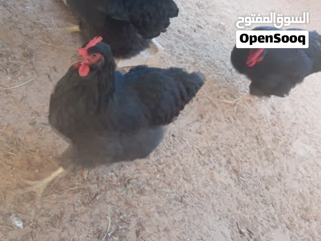 دجاج بلامثروك