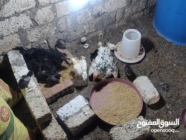 فراخ هندي رقد