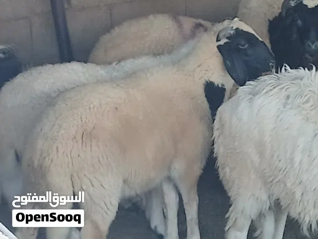 خرفان الله يبارك  عمره  أربع شهور