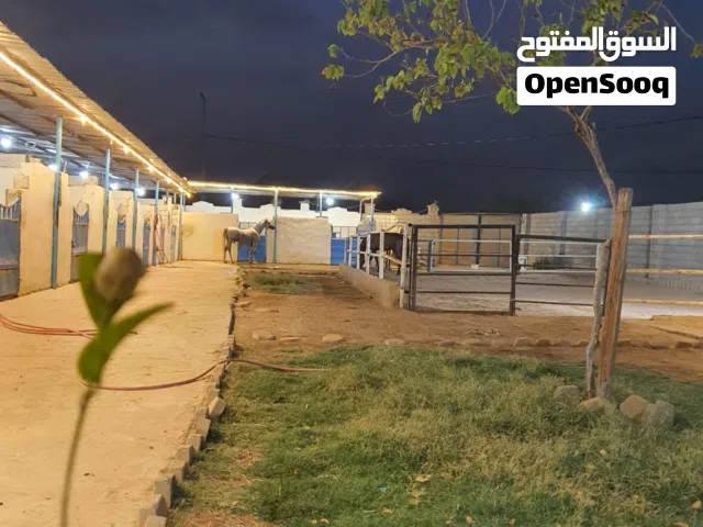 مربط نواصي الخير (رعاية متكاملة 4 وجبات)