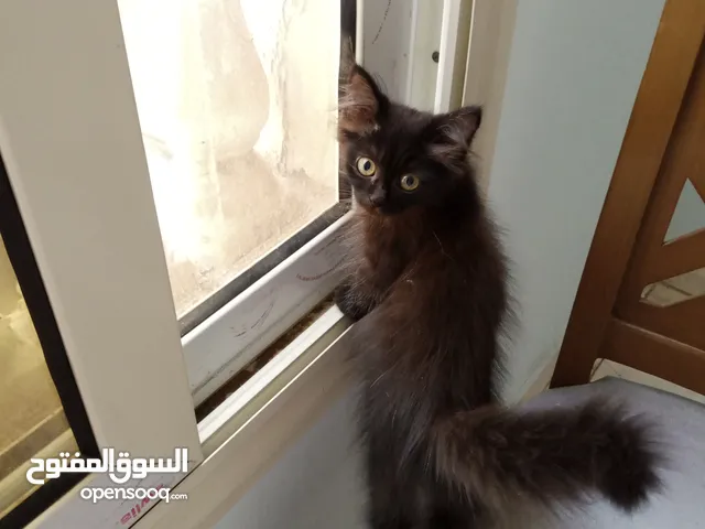 قطة شيرازي للتبني