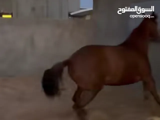 اقرا الوصف مطلوب فرس او فلوه