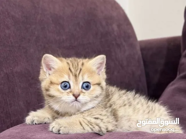 انثى سكوتش ستريت ، جولدن نمر مصغر