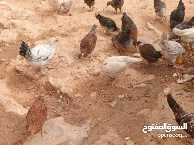 فلوس دجاج عربي